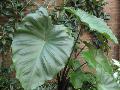 Black Stem Elephant Ear / Colocasia esculenta 